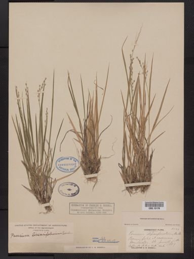 Panicum depauperatum