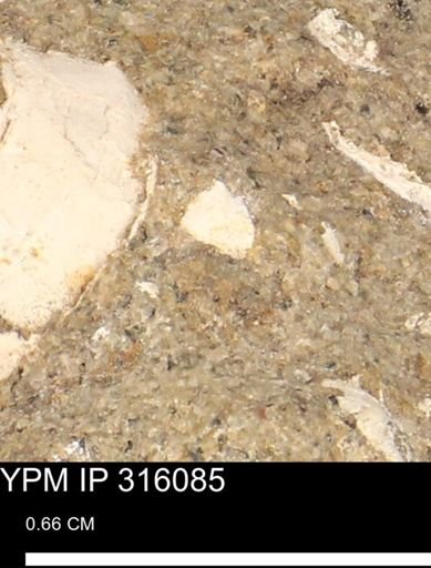 undet. Mollusca