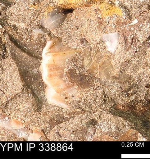 undet. Mollusca