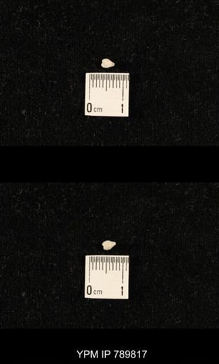 undet. Brachiopoda