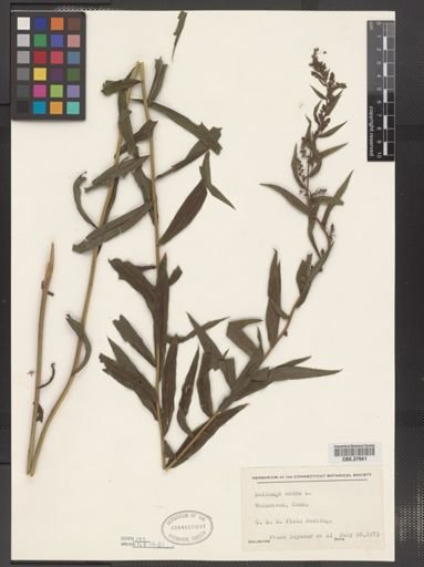Solidago odora