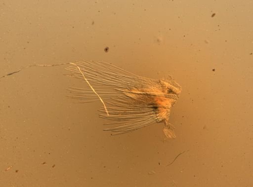 Lagisca floccosa