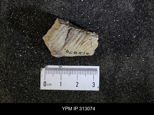 undet. Mollusca