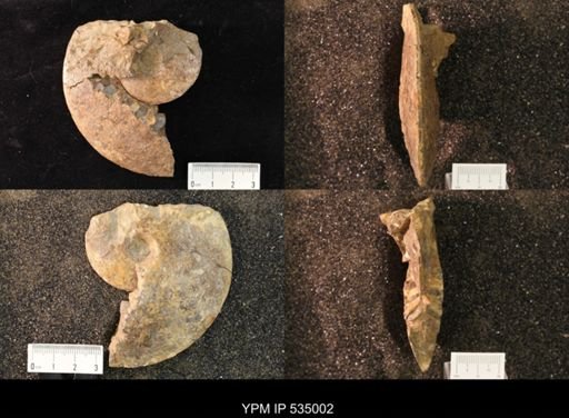 Placenticeras sp.