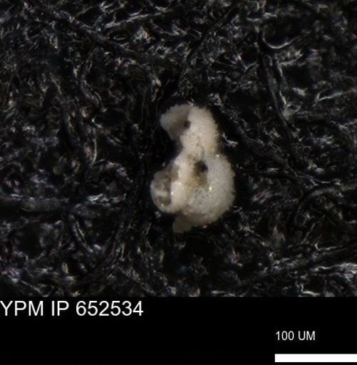 undet. Foraminiferida