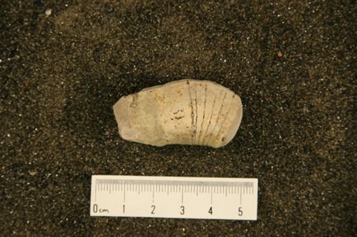 Oncoceratidae