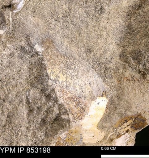 Limopsis striatopunctatus