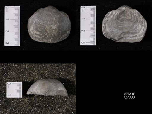 Linoproductus sp.
