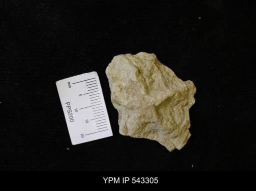 Asteriacites sp.