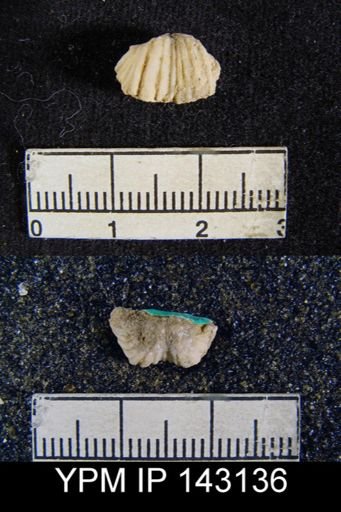 Chonetes (Waagenites) grandicosta