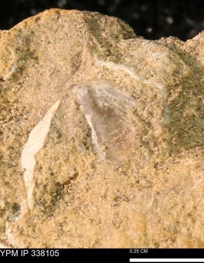 undet. Bivalvia
