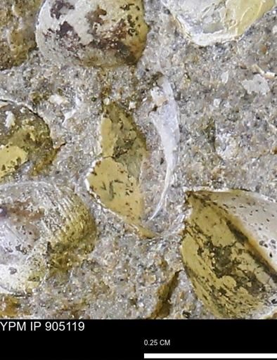 undet. Bivalvia