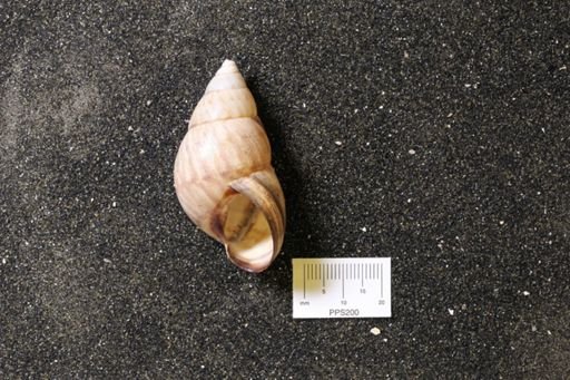 Achatina sp.