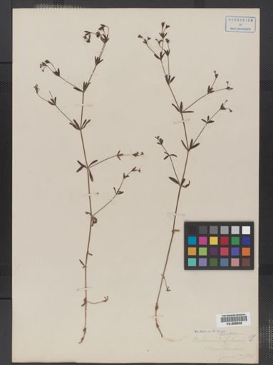 Galium tinctorium