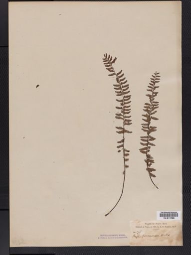 Asplenium