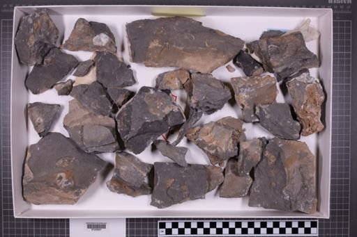 mixed taxa, stratigraphic collection