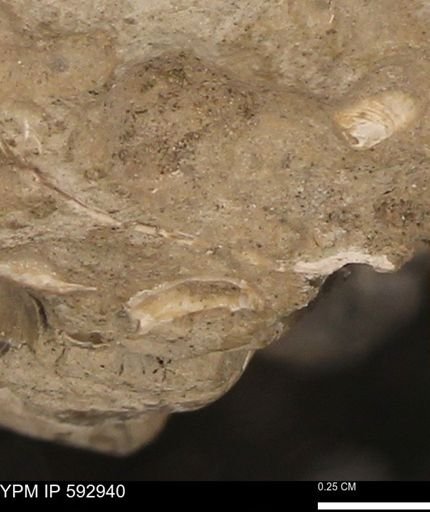 undet. Bivalvia