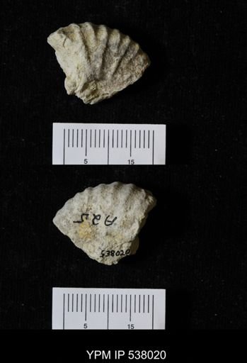 Stoliczkaia dispar