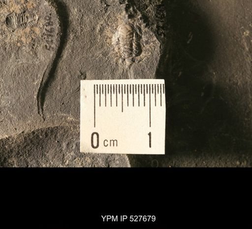 Triarthrus sp.