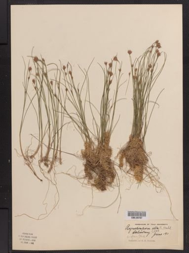 Rhynchospora alba