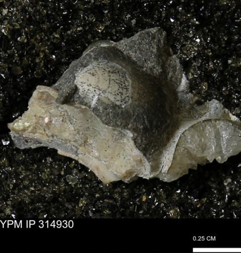 undet. Bivalvia