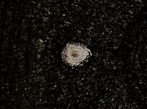Stylochus ellipticus