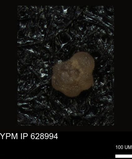 undet. Foraminiferida