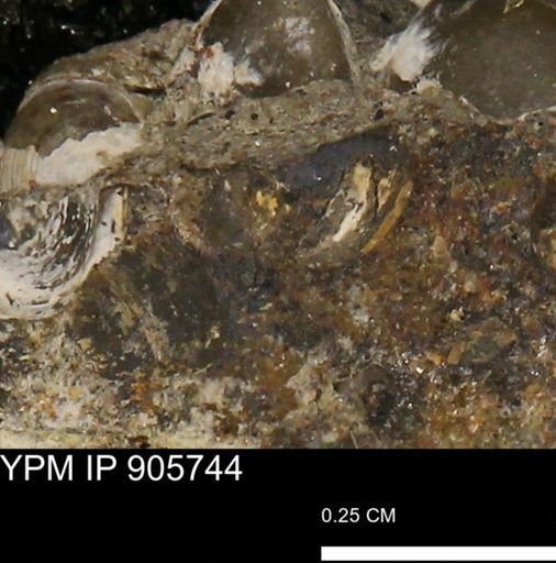 Corbulamella?