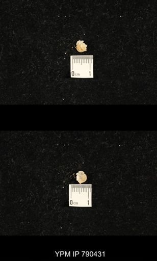taxon undetermined