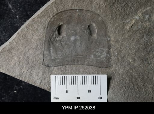 Eurypterus sp.
