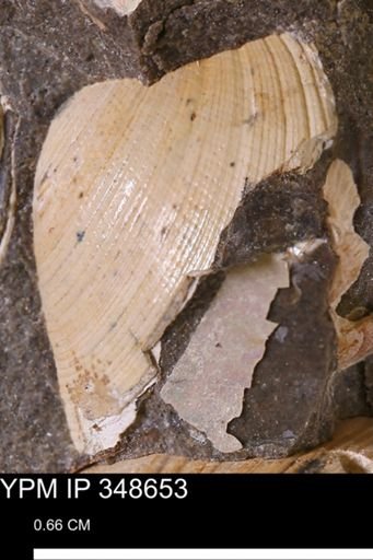 Limopsis striatopunctatus