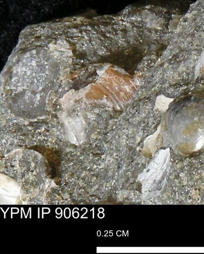 undet. Bivalvia