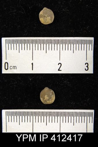 Athyris fultonensis?