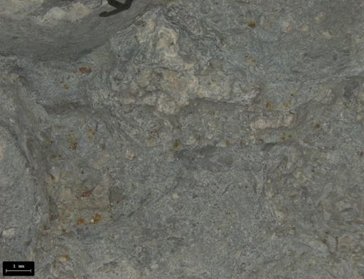 Aplocoma damesii