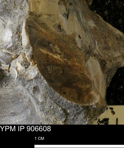 undet. Bivalvia