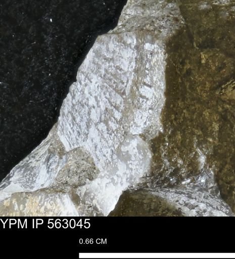 Oxytoma (Hypoxytoma) sp.