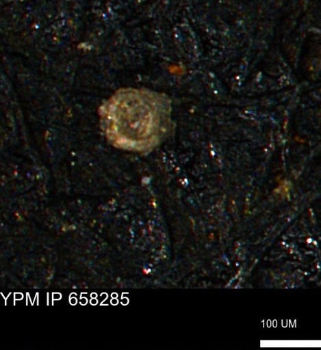Spirolocammina subcircularis