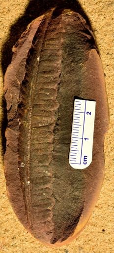 Pecopteris sp.