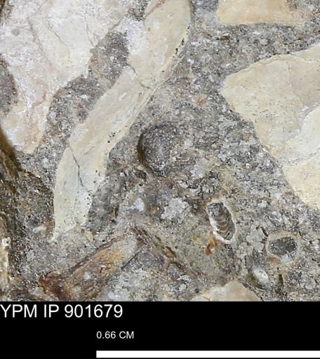 undet. Mollusca
