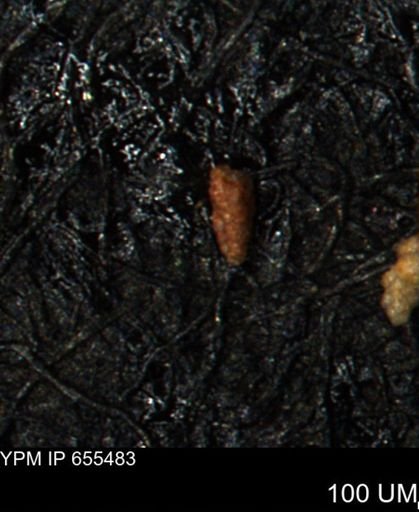 Verneuilina canadensis