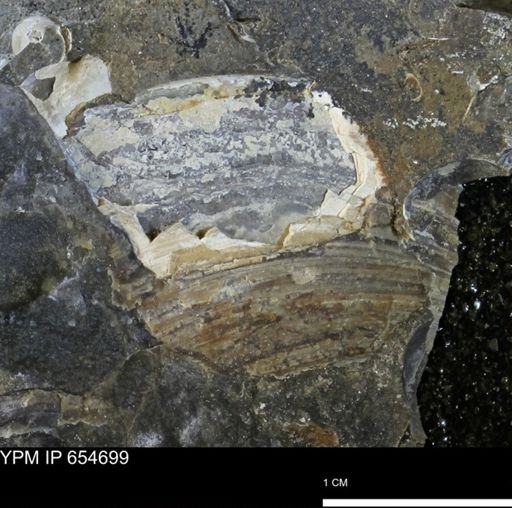 Dosiniopsis deweyi