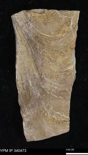 Ostrea glabra