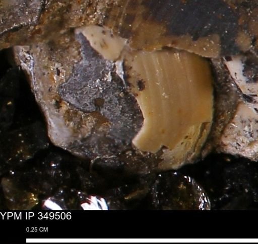 Corbulamella?