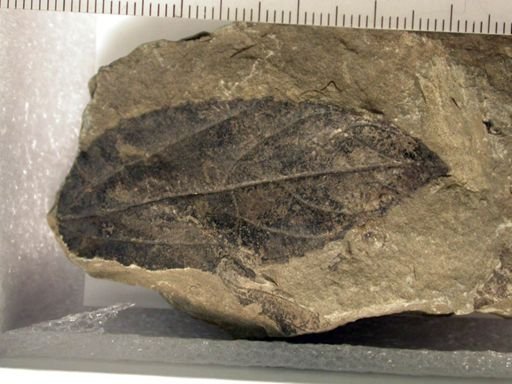 Angiospermopsida