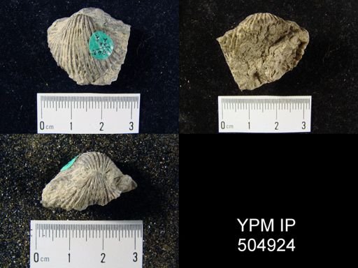 Anastrophia sp.