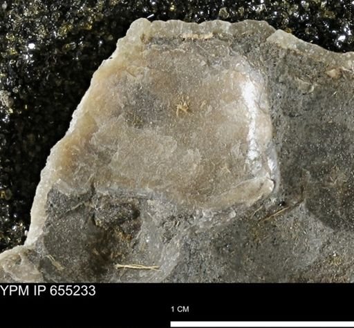 undet. Bivalvia