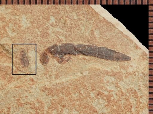 undet. Coleoptera