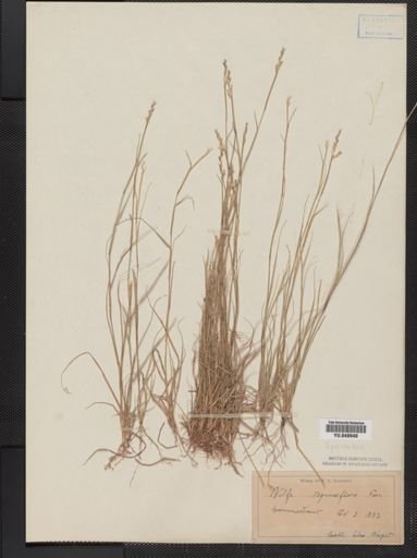 Sporobolus vaginiflorus