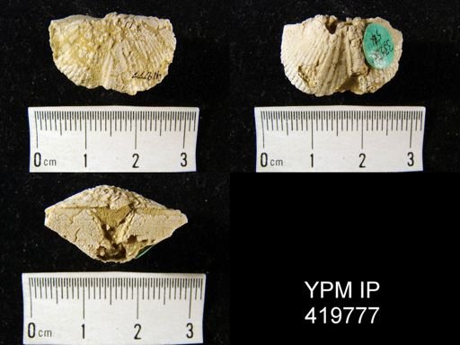 Spirifer sp.