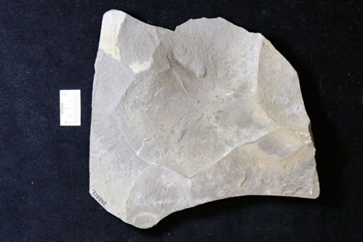 Ammonoidea